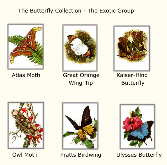 (image for) Handmade oil painting Copy paintings of famous artists Carl Brenders paintings Butterfly Collection 1